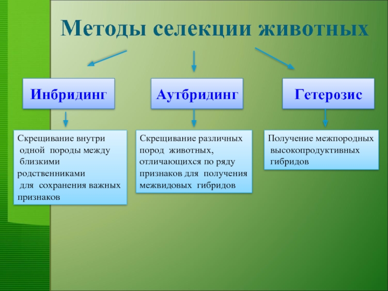 Значение близкородственного скрещивания проект