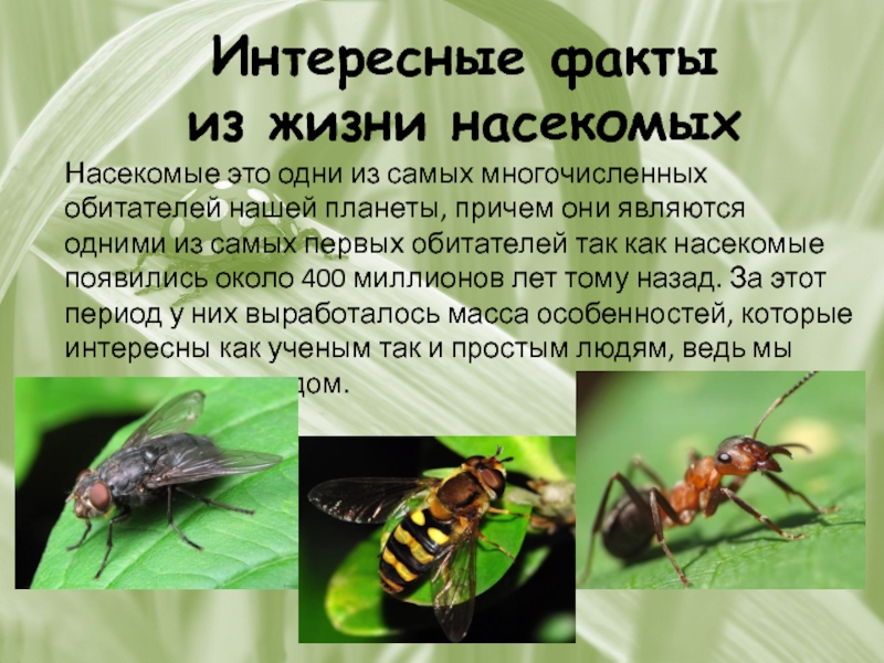Жизнь насекомых тел. Насекомые вредители интересные факты. Интересные факты о насе. Интересные факты из жизни насекомых. Интересный рассказ про насекомых.