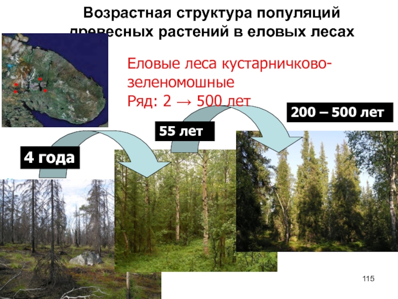 Еловый лес презентация