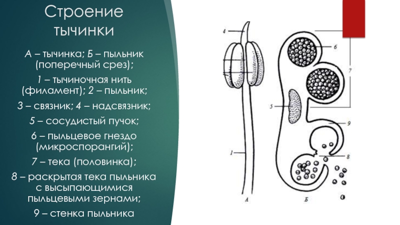 Тычинка строение рисунок