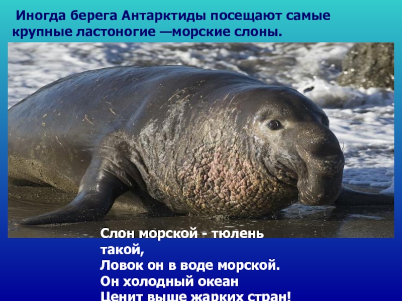 Слон морской - тюлень такой,  Ловок он в воде морской.  Он холодный океан  Ценит выше жарких стран!