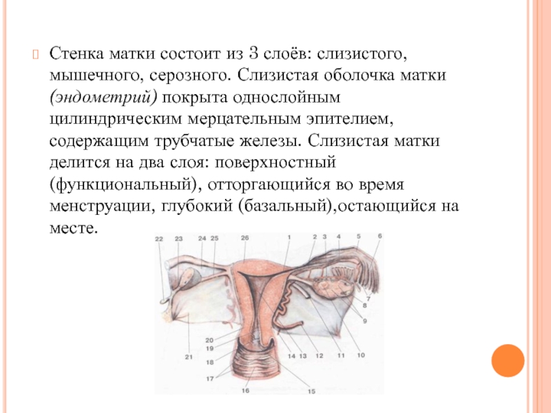 Слизистая стенок матки. Топографическая анатомия матки матки. Стенка матки состоит из слоев. Слизистая оболочка матки состоит из слоев. Слизистая матки покрыта.
