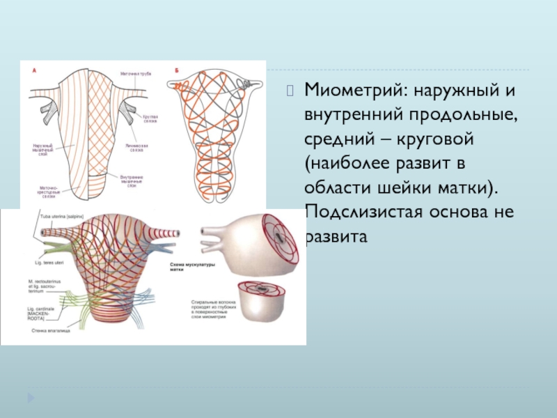 Миометрия что это такое у женщин. Строение миометрия матки.