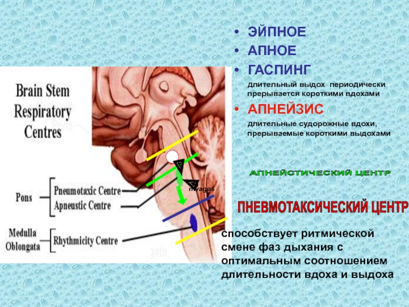 Схема вдоха и выдоха