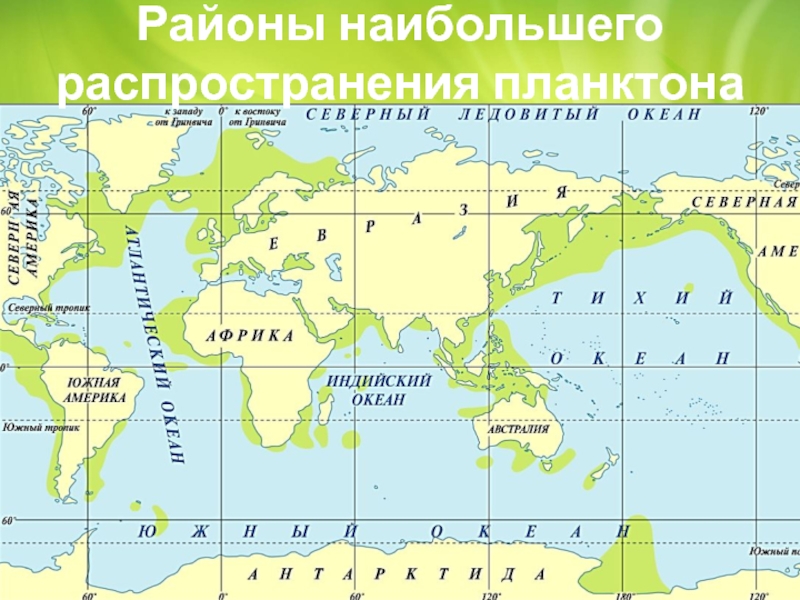 Схема жизнь в океане. Карта распространения планктона. Районы мирового океана. Распространение жизни в океане. Планктон место обитания.