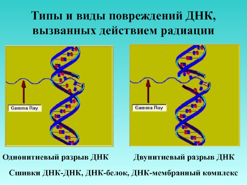 Б днк. Сшивка разрывов ДНК. Действие ионизирующего излучения на ДНК. Причины повреждения ДНК. Основные типы повреждения ДНК.