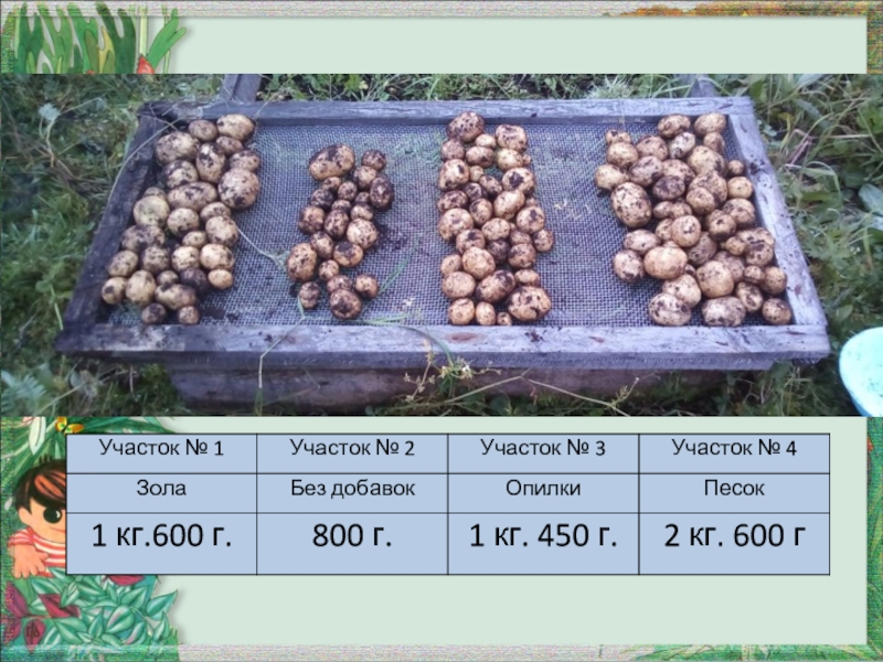 Сколько растет картофель. Схема выращивания картофеля. Способы посадки картофеля. Технология посадки картошки. Посадка картофеля на дачном участке.