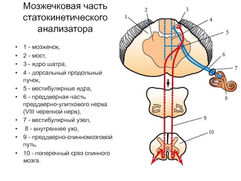 Вестибулярный путь схема анатомия