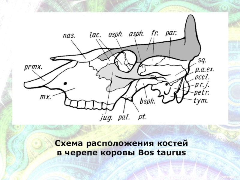 Схема черепа млекопитающих