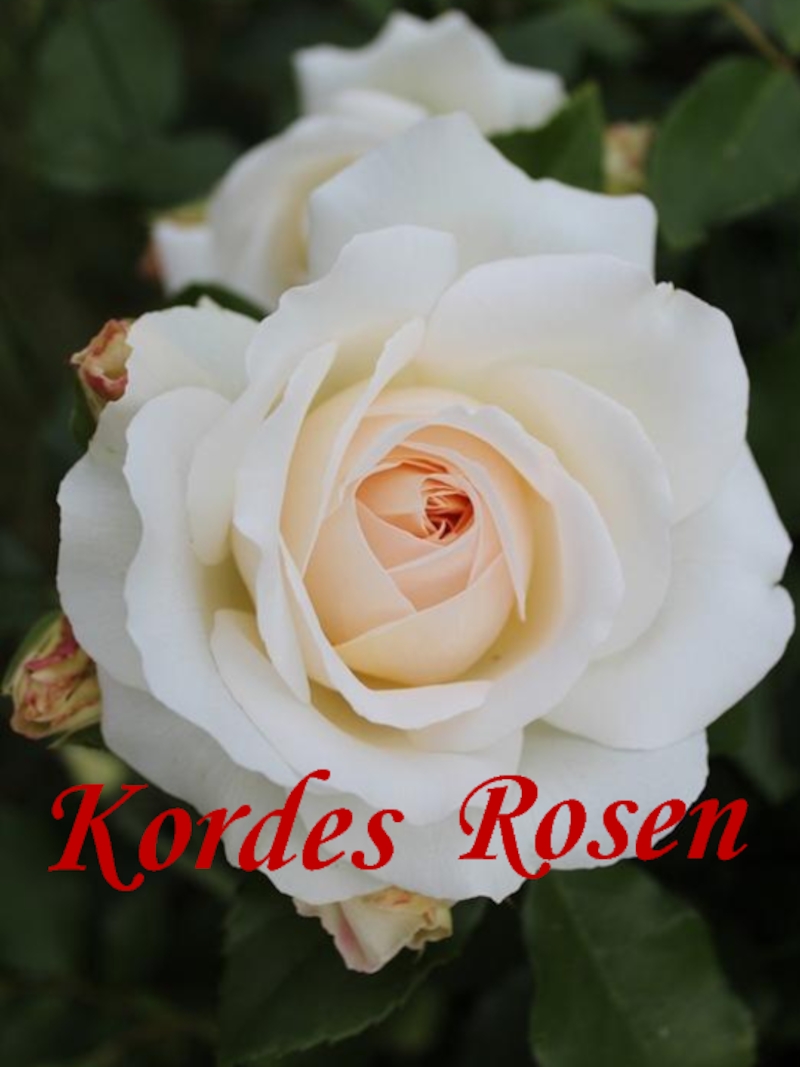 Kordes
Rosen