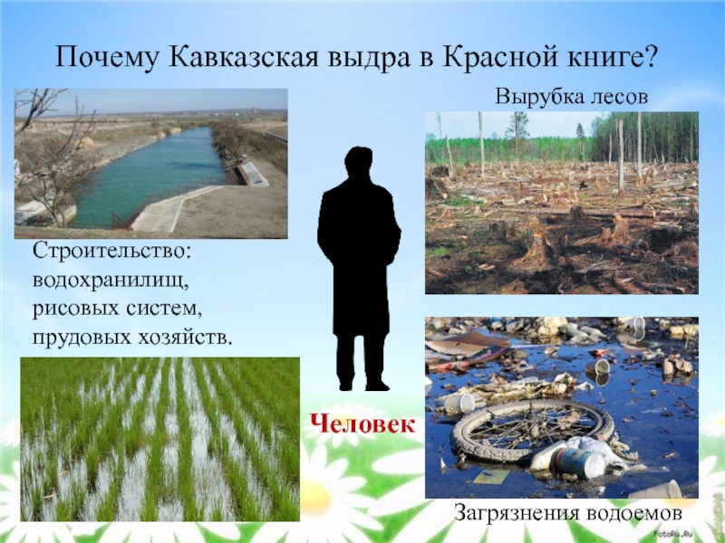 Почему Кавказская выдра в Красной книге?Человек Строительство: водохранилищ, рисовых систем, прудовых хозяйств.Вырубка лесовЗагрязнения водоемов