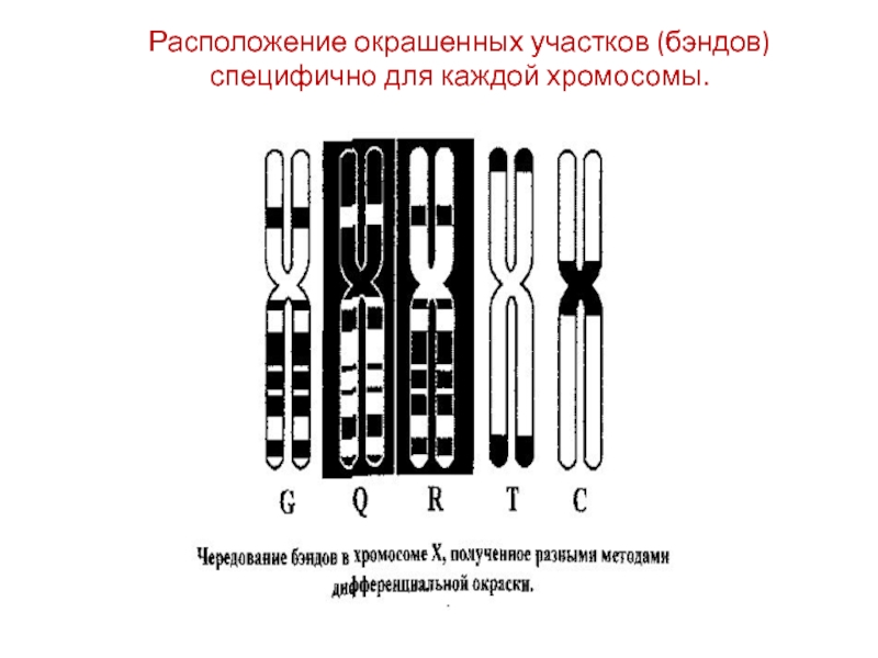 Презентация картирование хромосом человека