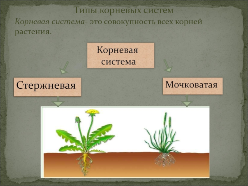 Виды корневых и типы корневых систем 6 класс презентация