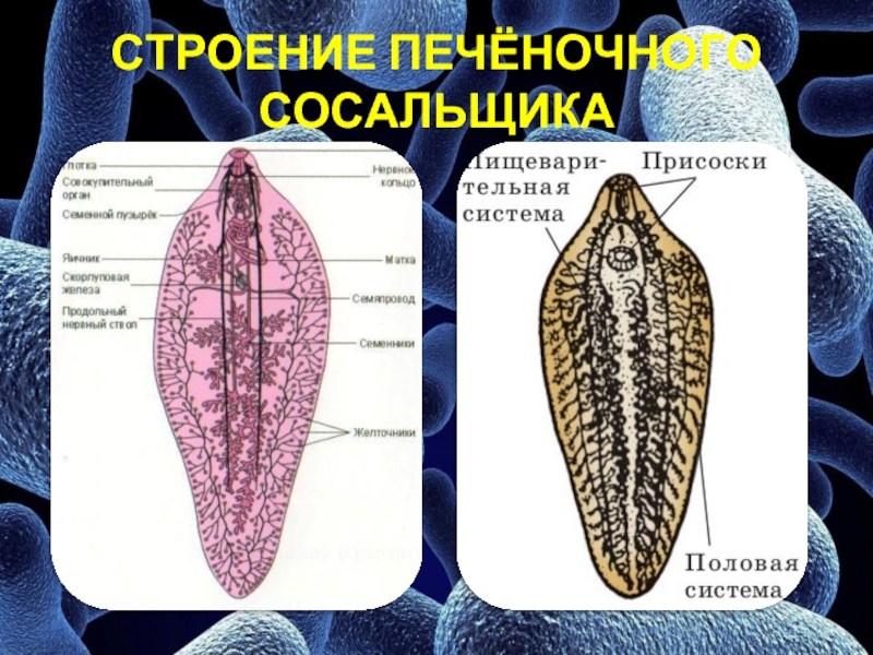 Тип печеночного сосальщика. Печеночный сосальщик строение. Внешнее строение печеночного сосальщика. Печеночный сосальщик кутикула. Редия печеночного сосальщика.