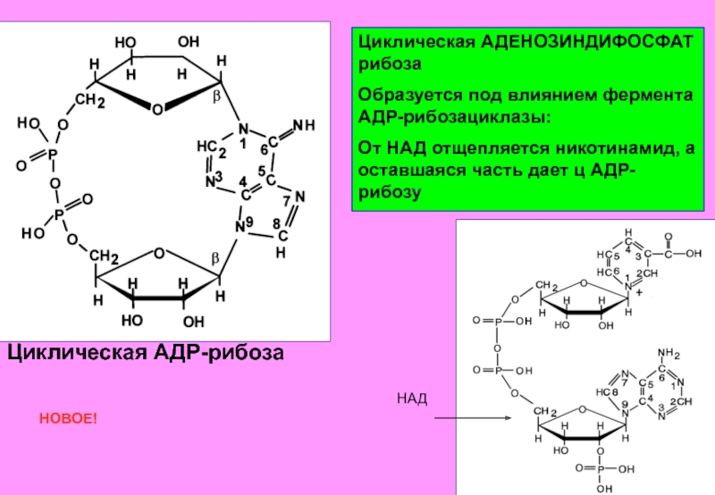 Рибоза образуется. Циклическая АДФ рибоза. Циклическая аденозиндифосфат рибоза. Циклическое строение рибозы. Рибоза цикличная структура.