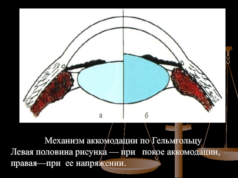 Механизм аккомодации презентация