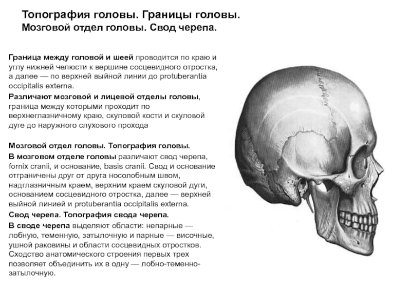 Топография головы. Границы головы. Мозговой отдел головы. Свод черепа