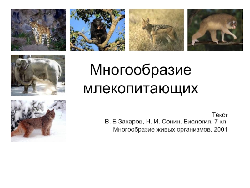 Презентация Многообразие млекопитающих