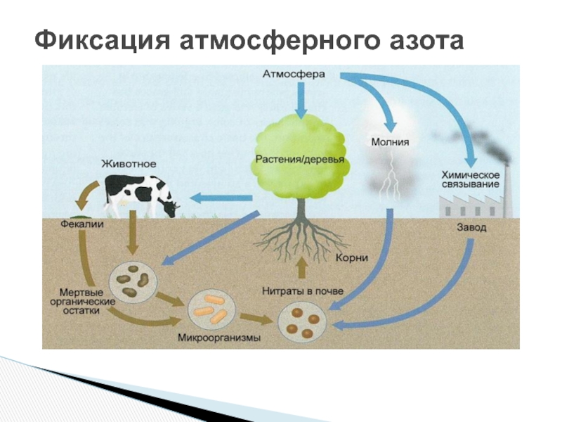Распад растений. Кругооборот азота в биосфере. Круговорот азота в биосфере схема. Круговорот азота в биосфере. Круговорот углерода в биосфере.