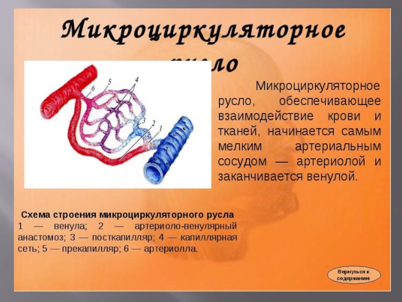 Микроциркуляторное русло. Строение микроциркуляторного русла. Структура микроциркуляторного русла. Сосуды микроциркуляторного русла строение. К сосудам микроциркуляторного русла относятся.