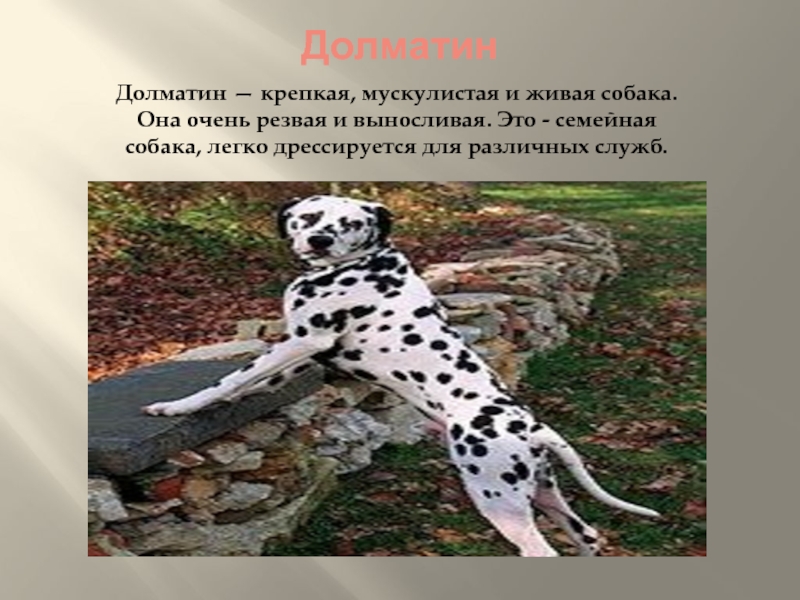 ДолматинДолматин — крепкая, мускулистая и живая собака. Она очень резвая и выносливая. Это - семейная собака, легко