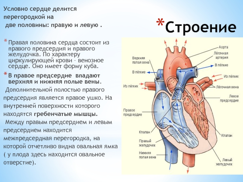 Характеристика правого предсердия. Строение желудочков сердца анатомия. Строение и функции левого и правого желудочка. Строение сердца 1 правый левый желудочек. Строение правого предсердия сердца.