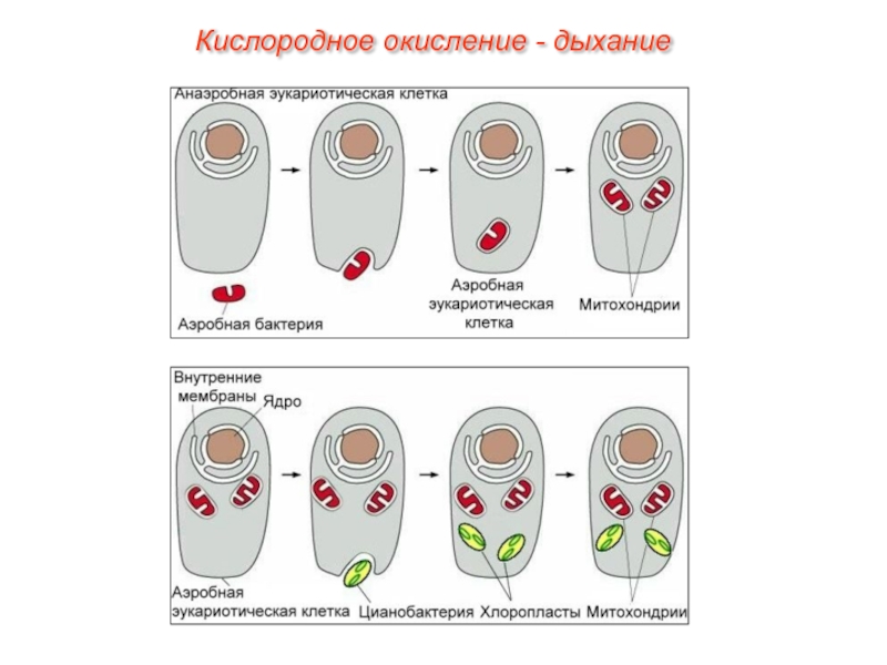 Кислородное окисление. Происхождение митохондрий. Кислородное окисление дыхание. Схема кислородного окисления.