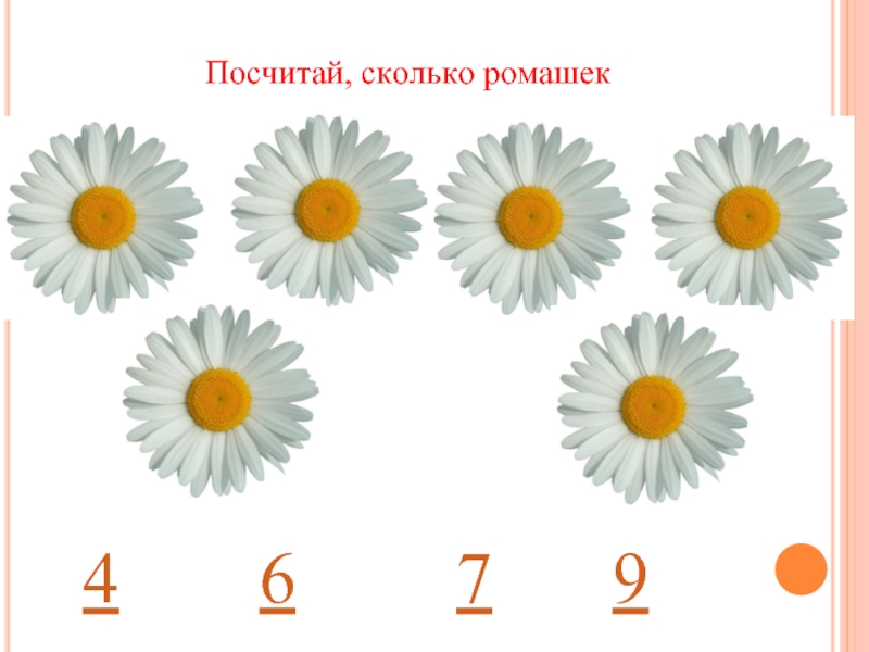 Лепестки некоторых ромашек должны быть желтыми желтых на 4 меньше чем белых заверши рисунок