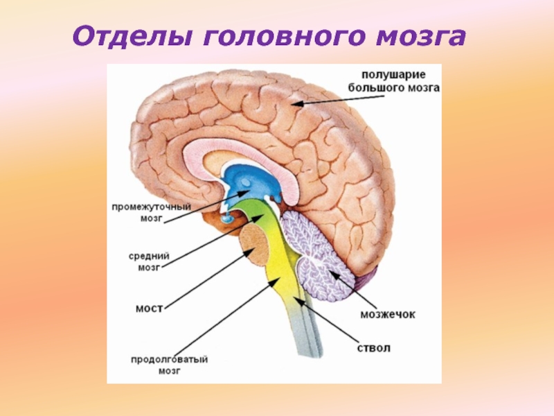 3 отдела мозга. Головной мозг анатомия. Последовательность отделов головного мозга. Анатомия и физиология головного мозга презентация. Специализация отделов головного мозга.