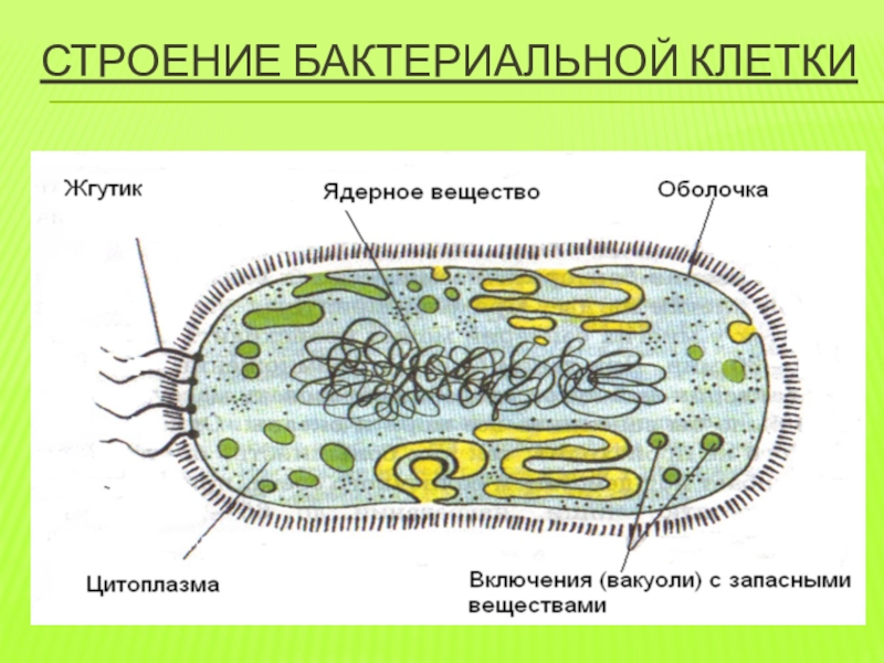 Огэ биология бактерии. Схема строения бактериальной клетки. Схема строения бактериальной клетки рисунок. Строение клетки бактерии 5 класс биология. Строение бактериальной клетки рисунок 5 класс.