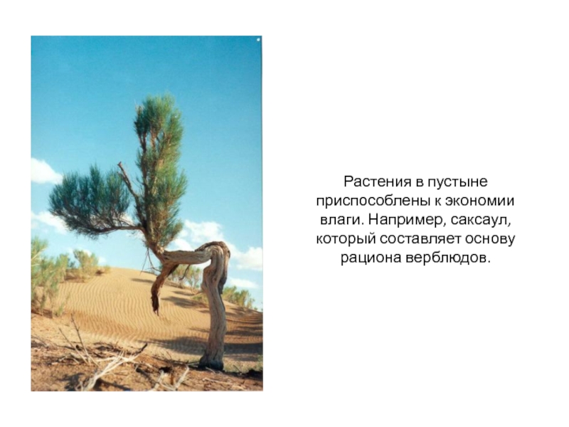 Саксаул природная зона обитания. Растения пустынь саксаул. Саксаул ареал. Растительный мир пустыни саксаул. Саксаул в пустыне России.