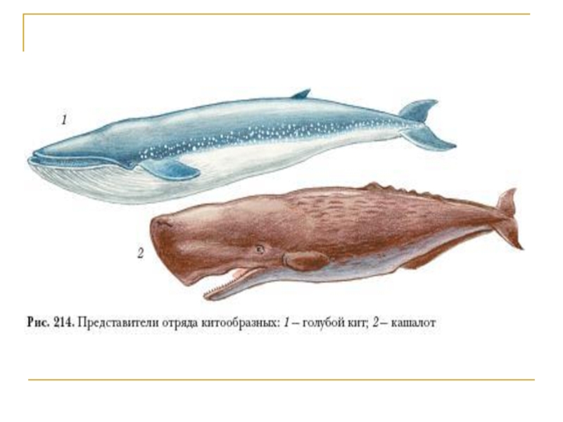 Ластоногие и китообразные парнокопытные и непарнокопытные хоботные 7 класс презентация