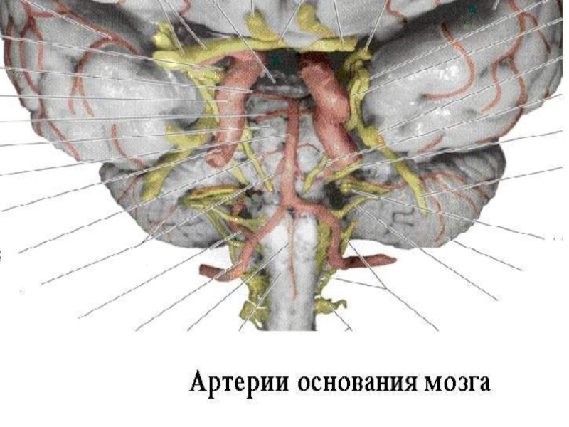 Черепные нервы анатомия. 7 Пара черепных нервов анатомия. VII черепной нерв. Черепно мозговые нервы мрт.