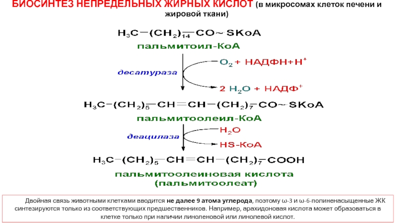 Синтез высших жирных. Биосинтез непредельных жирных кислот. Синтез непредельных жирных кислот витамин f. Синтез непредельных жирных кислот. Синтез ненасыщенных жирных кислот.