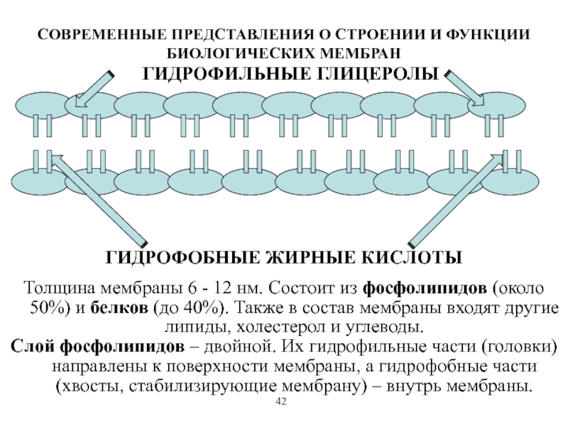 Свойства функции мембраны. Современное представление о строении биологических мембран – это. Структура и функция фосфолипидов и белков биомембран. Современные представления о структуре биологических мембран. Современные представления о строении и функции мембран.