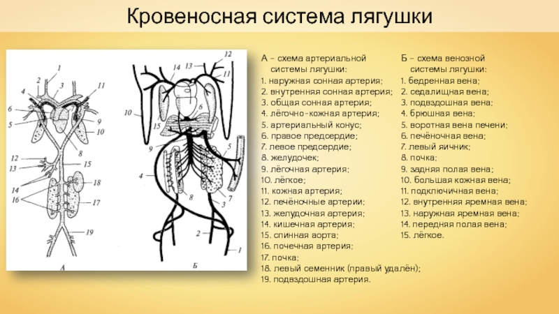 Кровеносная система земноводных схема