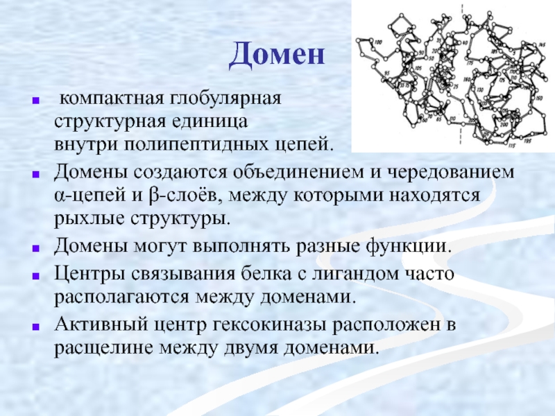 Белки термин. Доменная структура и ее роль в функционировании белков. Понятие о белках. Глобулярная структура альбумина. Глобулярные домены.