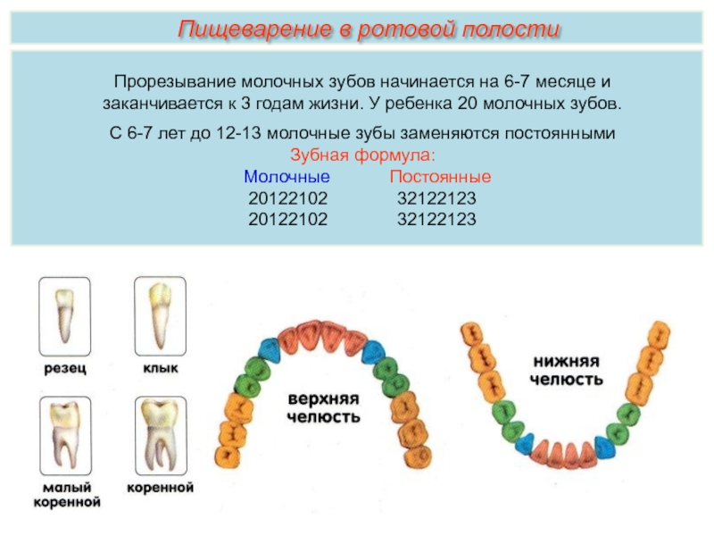 Строение молочного зуба у детей фото схема