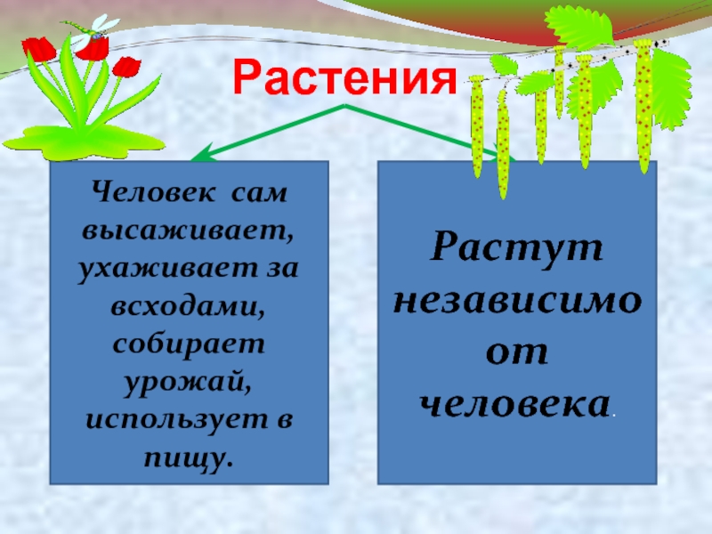 Презентация на тему дикорастущие растения