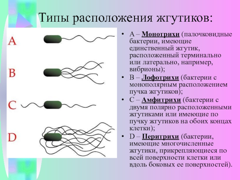 Клетки не имеющие жгутиков. Монотрихи амфитрихи. Лофотрихи амфитрихи. Расположение жгутиков монотрихи. Формы бактерий по расположению жгутиков.