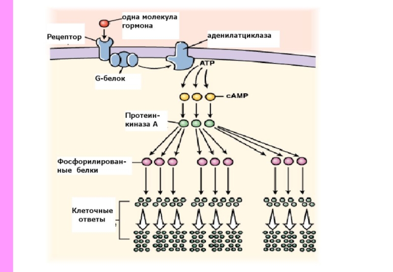 Что воспримут на рисунке рецепторные клетки. Строение рецепторов гормонов. Образование гормон рецепторного комплекса. Клеточные рецепторы гормонов. Связь гормона и рецептора.