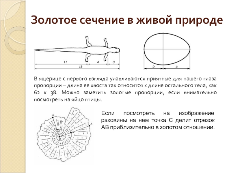 Золотое сечение в живой природе презентация