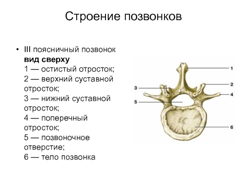 Позвонок. Поясничный позвонок вид сбоку и сверху. Строение поясничного позвонка вид сбоку. Грудной позвонок вид сверху и сбоку. Поясничный позвонок сбоку.