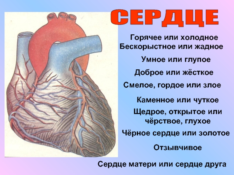 Презентация Сердце