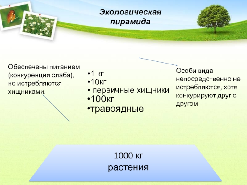 Пищевые связи в экосистеме презентация