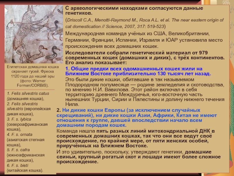 История и методология биологии С археологическими находками согласуются данные генетиков. (Driscoll C.A., Menotti-Raymond M., Roca С археологическими находками согласуются данные генетиков. (Driscoll C.A., Menotti-Raymond M., Roca A.L. et al. The near eastern