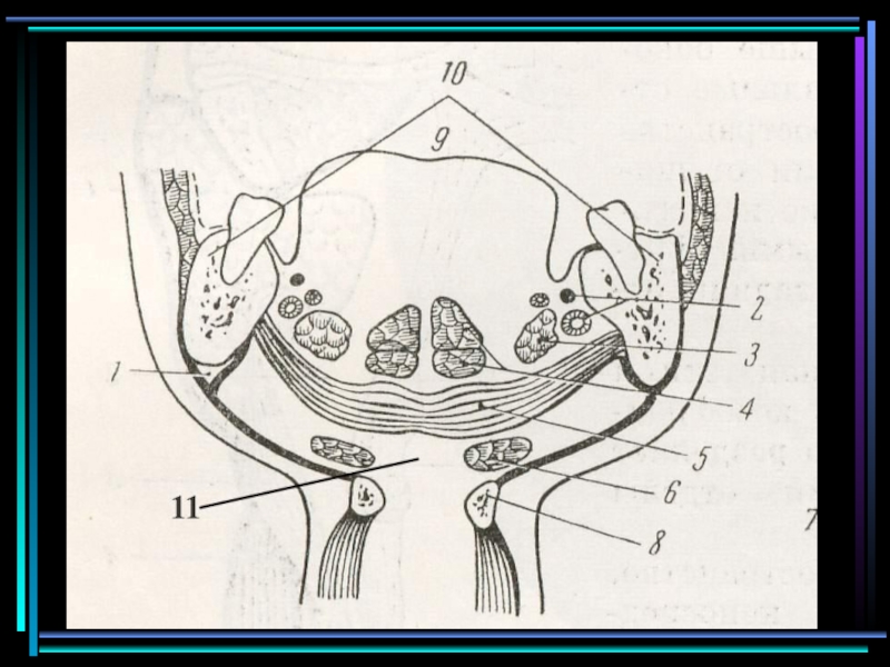 Пространства полости рта. Клетчаточные пространства дна полости рта. Поднижнечелюстное клетчаточное пространство. Клетчаточное пространство дна полости рта анатомия. Фасции и клетчаточные пространства дна полости рта.