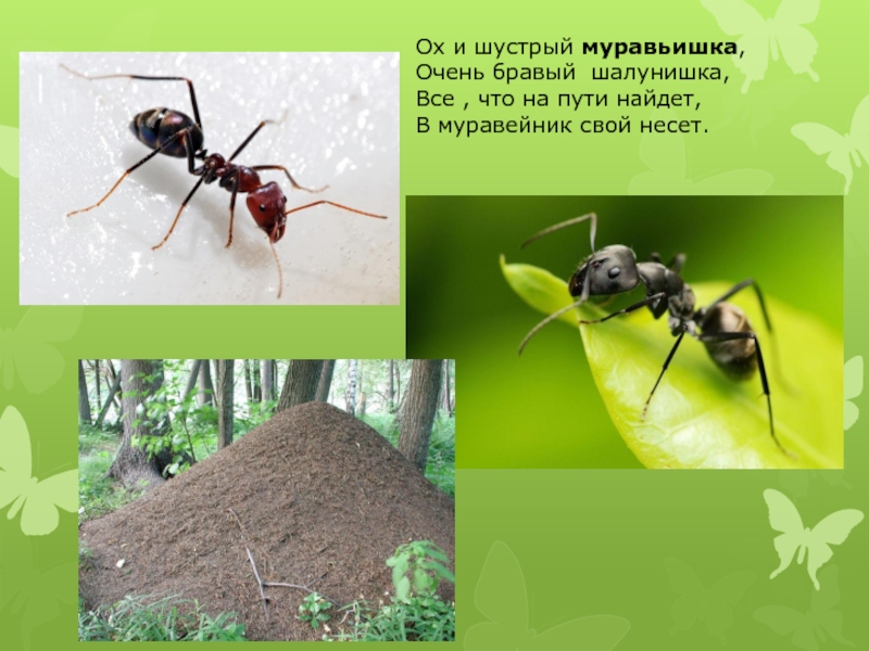 Какие насекомые помогали муравьишке добраться домой. Муравьишка корень. Отряд муравьишки девиз. Букашки слишком шустрый. Тень насекомые для дошкольников.