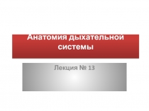 Анатомия дыхательной системы Д