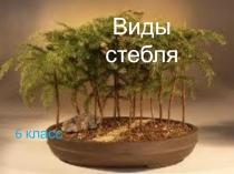 Виды стебля  6 класс